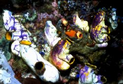 Lot's O' Sea Squirts. All Sharp! by David Spiel 